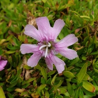 Silene davidii